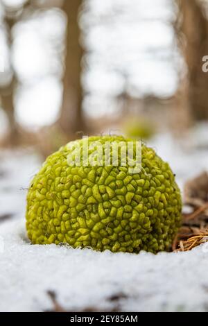 Osage Orange, Maclura pomifera, fruit en hiver dans le centre du Michigan, États-Unis Banque D'Images