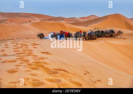 Pistes de chameau dans le sable du désert du Sahara Banque D'Images