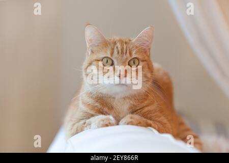 Un chat au gingembre orange ravie assis sur la chaise et se reposer à la maison. Chat rouge drôle dans une ambiance chaleureuse. Thinking tabby Ginger Cat. Regarder Banque D'Images