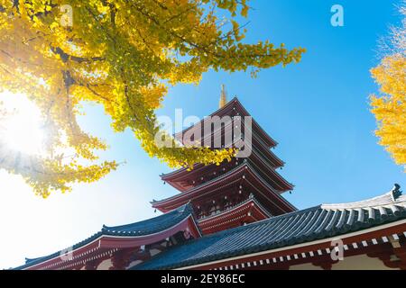 Le soleil illumine les arbres automnaux au temple Sensoji Asakusa Tokyo. Banque D'Images