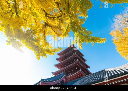 Le soleil illumine les arbres automnaux au temple Sensoji Asakusa Tokyo. Banque D'Images