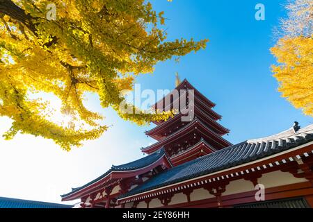 Le soleil illumine les arbres automnaux au temple Sensoji Asakusa Tokyo. Banque D'Images