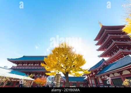 Le soleil illumine les arbres automnaux au temple Sensoji Asakusa Tokyo. Banque D'Images