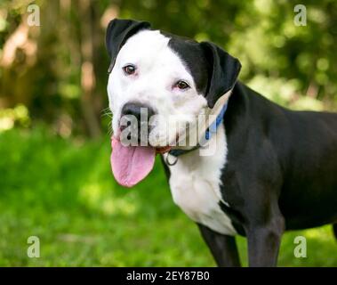 Une race mixte de Pit Bull Terrier noir et blanc heureux chien regardant la caméra avec une inclinaison de tête Banque D'Images