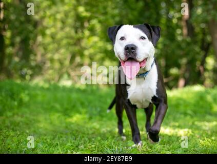 Une race mixte de Pit Bull Terrier noir et blanc heureux chien debout à l'extérieur Banque D'Images