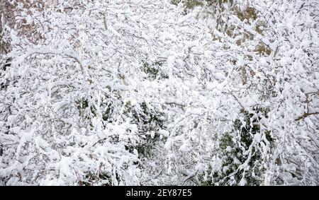 Carte de vœux de Noël pour l'hiver. Neige douce sur les branches d'arbres arrière-plan, texture. Vacances enneigées avec des plantes couvertes de flocons de neige. WA Banque D'Images