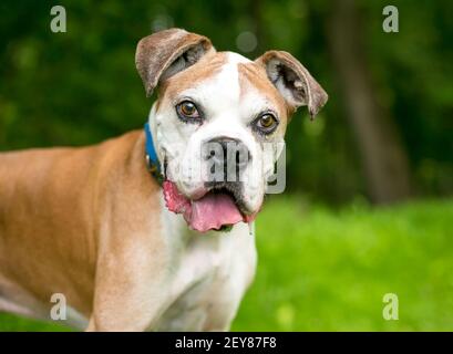 Un chien Boxer senior regardant l'appareil photo avec un expression heureuse Banque D'Images