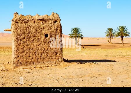 Sahara l'afrique au maroc palmier Banque D'Images