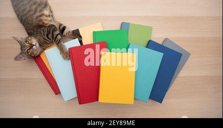 Vue de haut en bas d'un chat courbé à une pile de livres colorés lumineux sur un bureau en bois clair. Banque D'Images