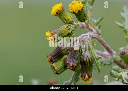 Photo macro d'une plante commune de l'arachide (senecio vulgaris) Banque D'Images