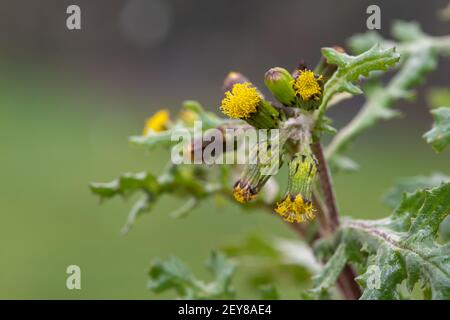 Photo macro d'une plante commune de l'arachide (senecio vulgaris) Banque D'Images