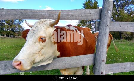 Les vaches se broutent sur un pré d'été vert. Bétail dans la ferme. Drôle de vache regarde dans la lentille sur un pâturage derrière le corral en bois Banque D'Images