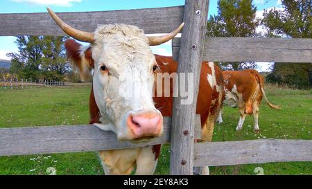 Les vaches se broutent sur un pré d'été vert. Bétail dans la ferme. Drôle de vache regarde dans la lentille sur un pâturage derrière le corral en bois Banque D'Images