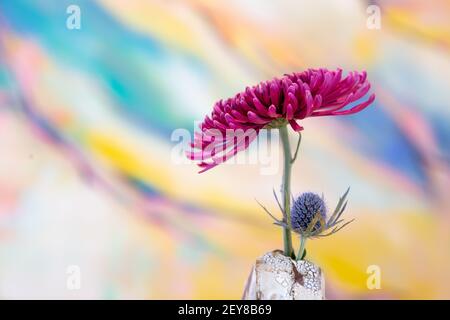 Fleur dans un vase blanc rustique sur fond coloré Banque D'Images