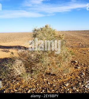 Palmier dans le désert oasi maroc sahara afrique dune Banque D'Images