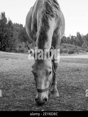 Gros plan en niveaux de gris d'un cheval qui broutage dans le champ Banque D'Images
