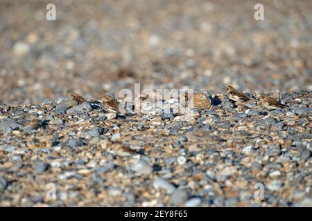 Déneigement (Plectrophenax nivalis). Hiverner un petit troupeau de six, sur une plage de galets, Happisburgh, Norfolk. Banque D'Images