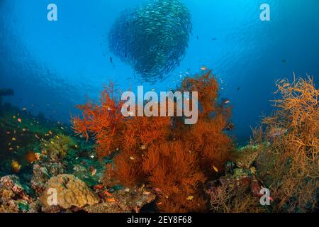 École des jacks de bigeye, Caranx sexfasciatus, et corail noir poussant sur la coque de l'épave de la liberté, Tulamben, Bali, Indonésie. Banque D'Images