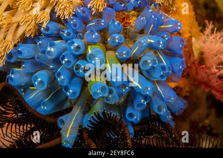 Une colonie de tuniciers, Clavelina robusta, également connue sous le nom de jets de mer, ou ascidian, Philippines. Banque D'Images