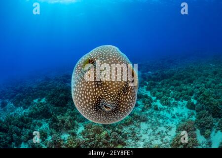 Ce Pufferfish de Guieafhid, Arothron meleagris, est gonflé avec de l'eau dans l'océan ouvert comme un mouvement défensif pour la protection, Hawaii. Banque D'Images