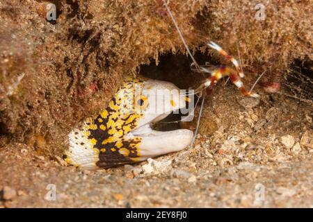 Cette anguille de moray de flocon de neige, Echidna nebulosa, partage une place sur le récif avec une crevette boxer à bandes, Stenopus hispidus, Hawaii. Banque D'Images