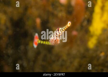 Ce poisson-pipe à bandes mâles, Dunckerocampus dactyliophorus, est photographié avec des oeufs suffisamment développés pour voir les jeunes yeux, Dumaguete, Philippines Banque D'Images