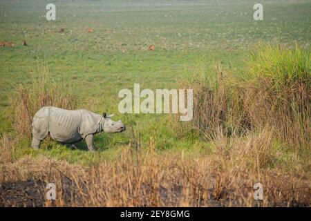 Indien (asiatique) Rhinoceros (Rhinoceros unicornis) Banque D'Images