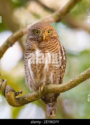 Owlet barré asiatique (Glaucidium cuculoides) perchée Banque D'Images