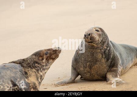 Phoques gris (Halichoerus grypus). Repos, couché, tête relevée, sur la surface de sable de la plage. Paire vraie, taureau plus foncé ou droite mâle, faisant jusqu'à une vache, ou Banque D'Images