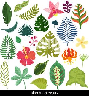 Collection d'éléments décoratifs de plantes tropicales avec des feuilles de monstère hibiscus orchidées heliconia fleurs fougères frondes illustrations vectorielles isolées Illustration de Vecteur