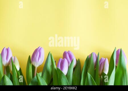 Fleurs de tulipe violettes sur fond jaune inférieur de l'espace de copie Banque D'Images