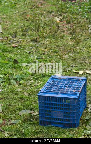 Illustration d'une boîte en plastique bleu généralement utilisée pour la récolte des fruits dans l'agriculture est abandonné au milieu du champ Banque D'Images