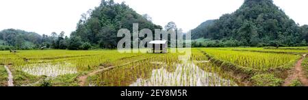 Une randonnée guidée dans les montagnes entre Tham Lot, Pai et Mae Hong son menant à travers les champs de riz des fermiers locaux Banque D'Images