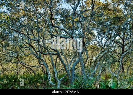 Broussailles de chênes dans les bois à Panama City Beach, Floride, États-Unis Banque D'Images