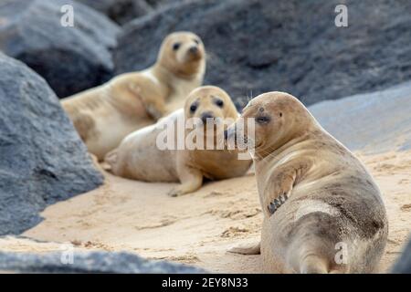 Phoque gris (Halichoerus grypus). VERS LA FIN de la saison, des petits plus âgés, situés entre des défenses marines de roche importées, déposées, sur la plage de Waxham. Norfolk. Waxham, Norfolk Banque D'Images