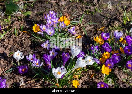 Crocuses en fleur par le sentier qui suit la route de l'ancien canal de la branche de Hollinwood, Droylsden, Tameside, Manchester, Royaume-Uni Banque D'Images