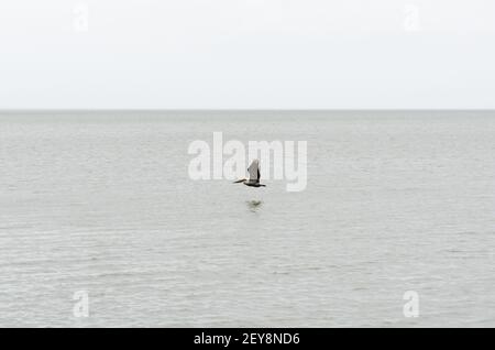 Pélican brun isolé volant au-dessus du lac Pontchartrain à la Nouvelle-Orléans, Louisiane, États-Unis Banque D'Images