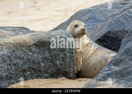 Phoque gris (Halichoerus grypus). Bien cultivé, reposant, couché, tête relevée, entre les roches de granit introduites et déposées comme une partie de la côte est Banque D'Images