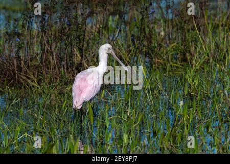 Roseate spoonbill (Platalea ajaja), Pantanal, Mato Grosso do Sul, Brésil. Banque D'Images