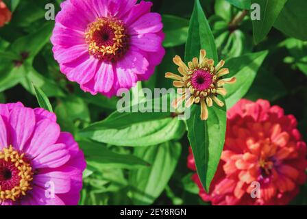 Zinnia elegans ou zinnia fleuri dans le jardin d'été Banque D'Images