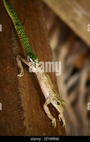 Serpent vert mangeant la grenouille dans la forêt tropicale Cuyabeno Equateur Banque D'Images