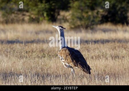 Un jour d'été chaud pris à la réserve de jeux d'Erindi En Namibie un bustard de Kori dans l'herbe sèche Banque D'Images