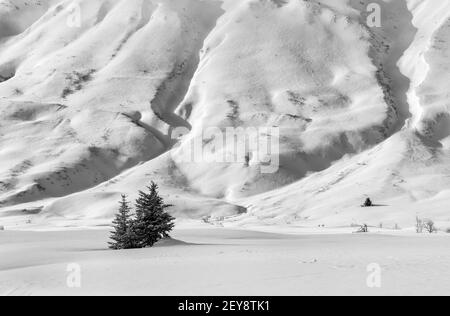 Les épinettes sont isolées parmi les alpines étendues du bras Turnagain, dans le centre-sud de l'Alaska. Banque D'Images