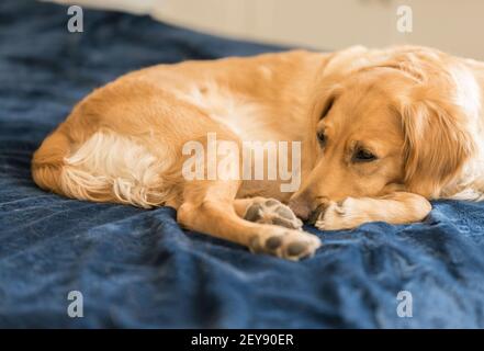 Le Golden Retriever féminin repose sur un lit bleu Banque D'Images