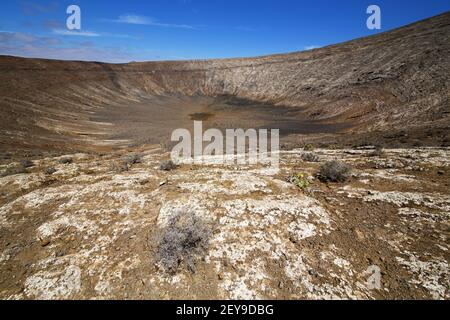 L'été à los volcanes lanzarote espagne plante buisson Banque D'Images