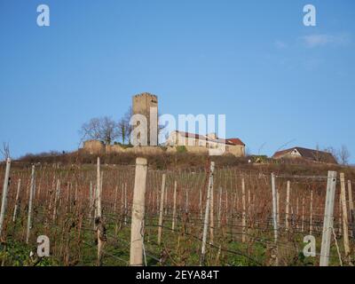 Une longue rangée de vignes plantées dans les champs d'un vignoble Banque D'Images