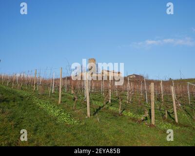 Une longue rangée de vignes plantées dans les champs d'un vignoble Banque D'Images