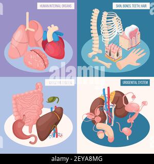 Organes humains 2x2 concept ensemble de digestifs et urogénitaux systèmes peau os dents cheveux illustration vectorielle isométrique Illustration de Vecteur