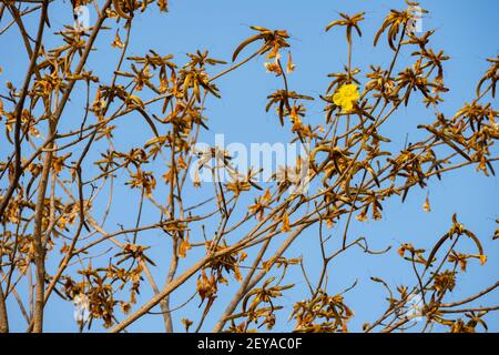 Le Guayacan, le chrysanthus du Handroanthus ou l'arbre de la cloche d'Or sont généralement défraîchus avec une fleur en fleur Banque D'Images