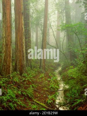 Brume, séquoias, Webb Creek, raides Ravine, parc national Mount Tamalpais, comté de Marin, Californie Banque D'Images